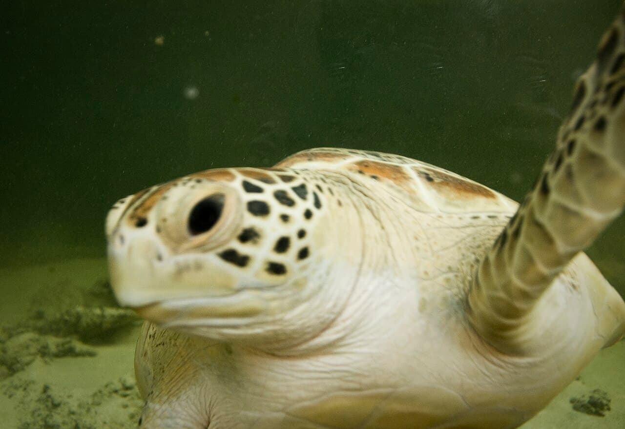 Sea Turtle Nesting Season — Pantai Kerachut