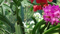 Penang Botanic Gardens, Penang