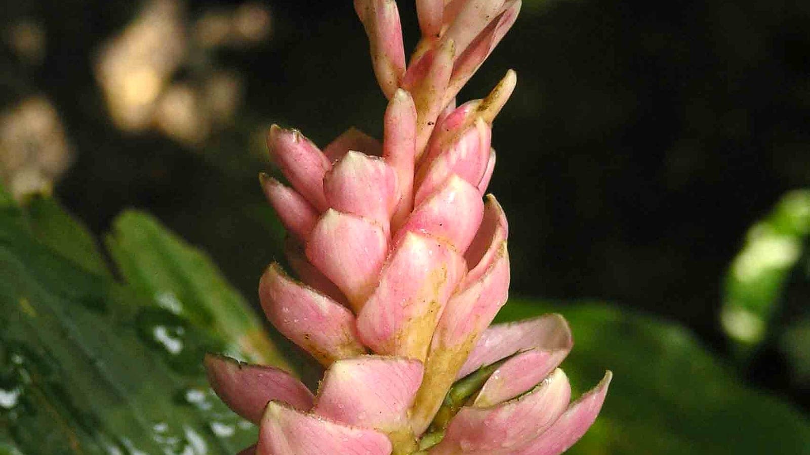 A ginger-family flower (Alpinia) in the garden
