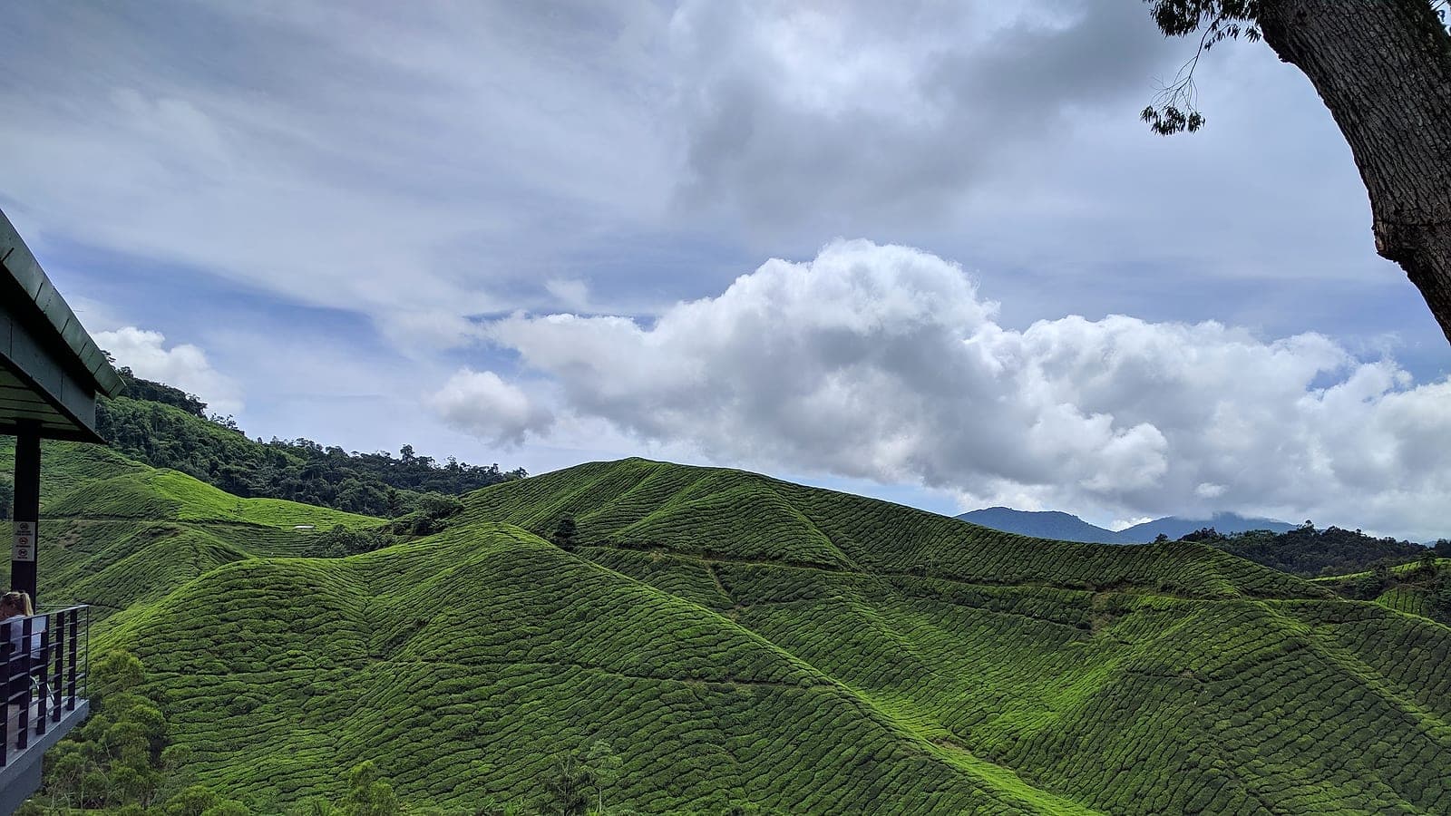 Penang + Cameron Highlands
