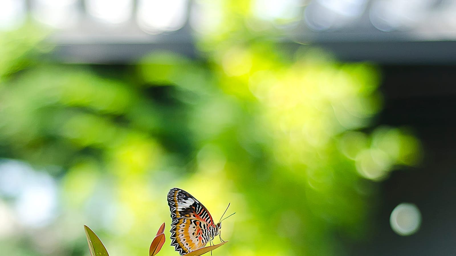 Inside the Entopia butterfly enclosures