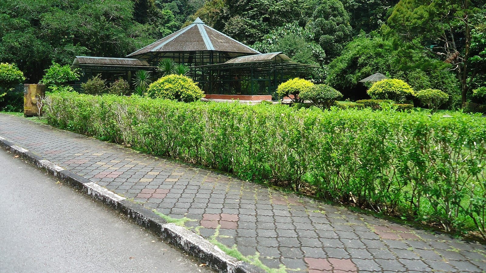 Mature rain trees shading the garden's main avenue