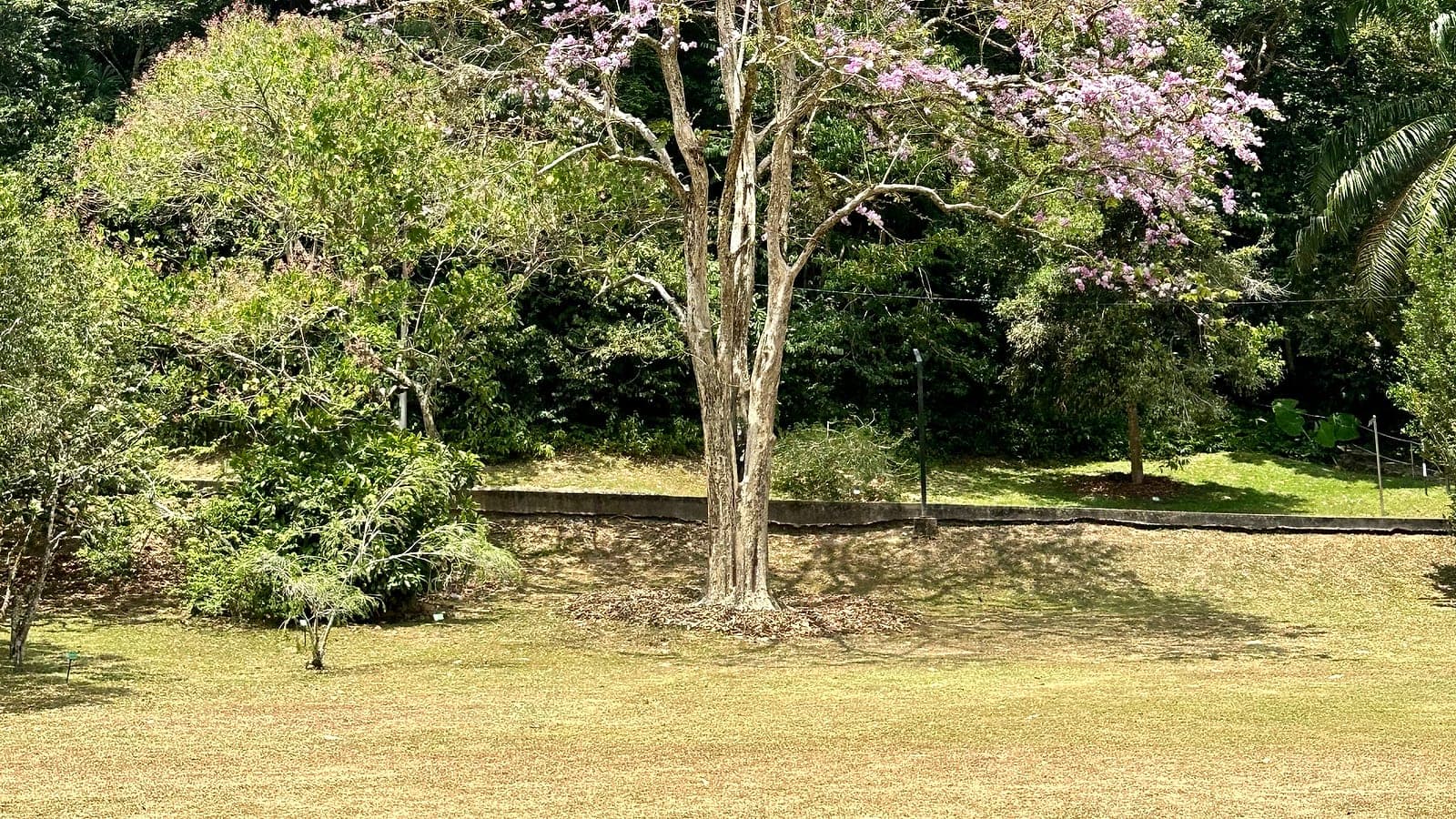 A flowering tree in bloom across the garden lawns