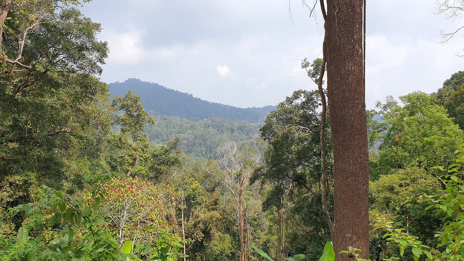 Birdwatching Season — Penang National Park & Penang Hill