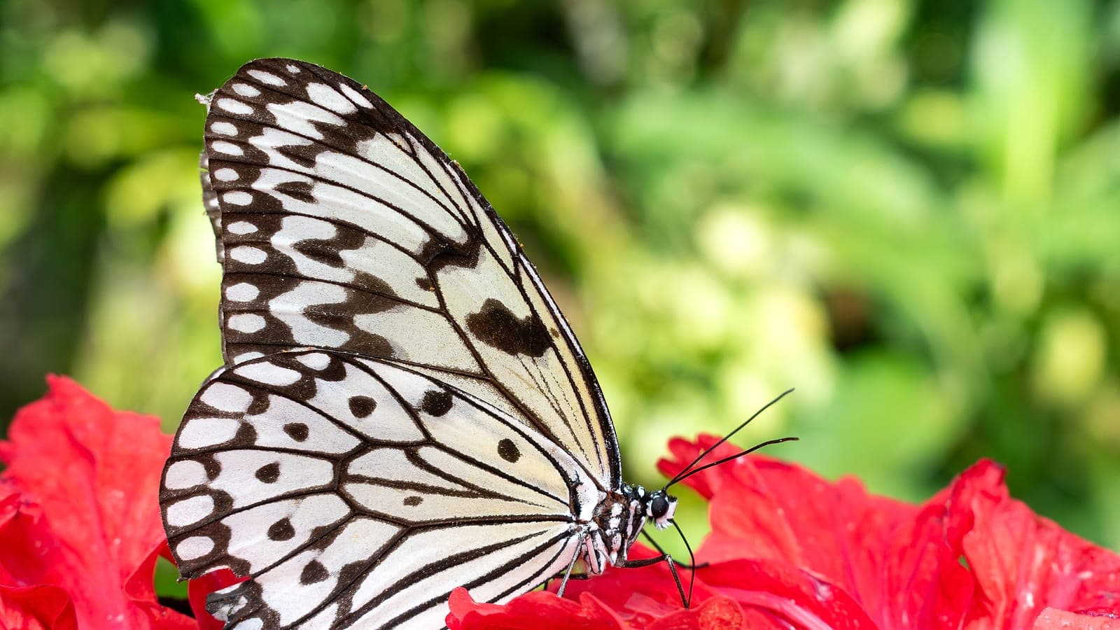 A paper kite butterfly (Idea leuconoe) at Entopia
