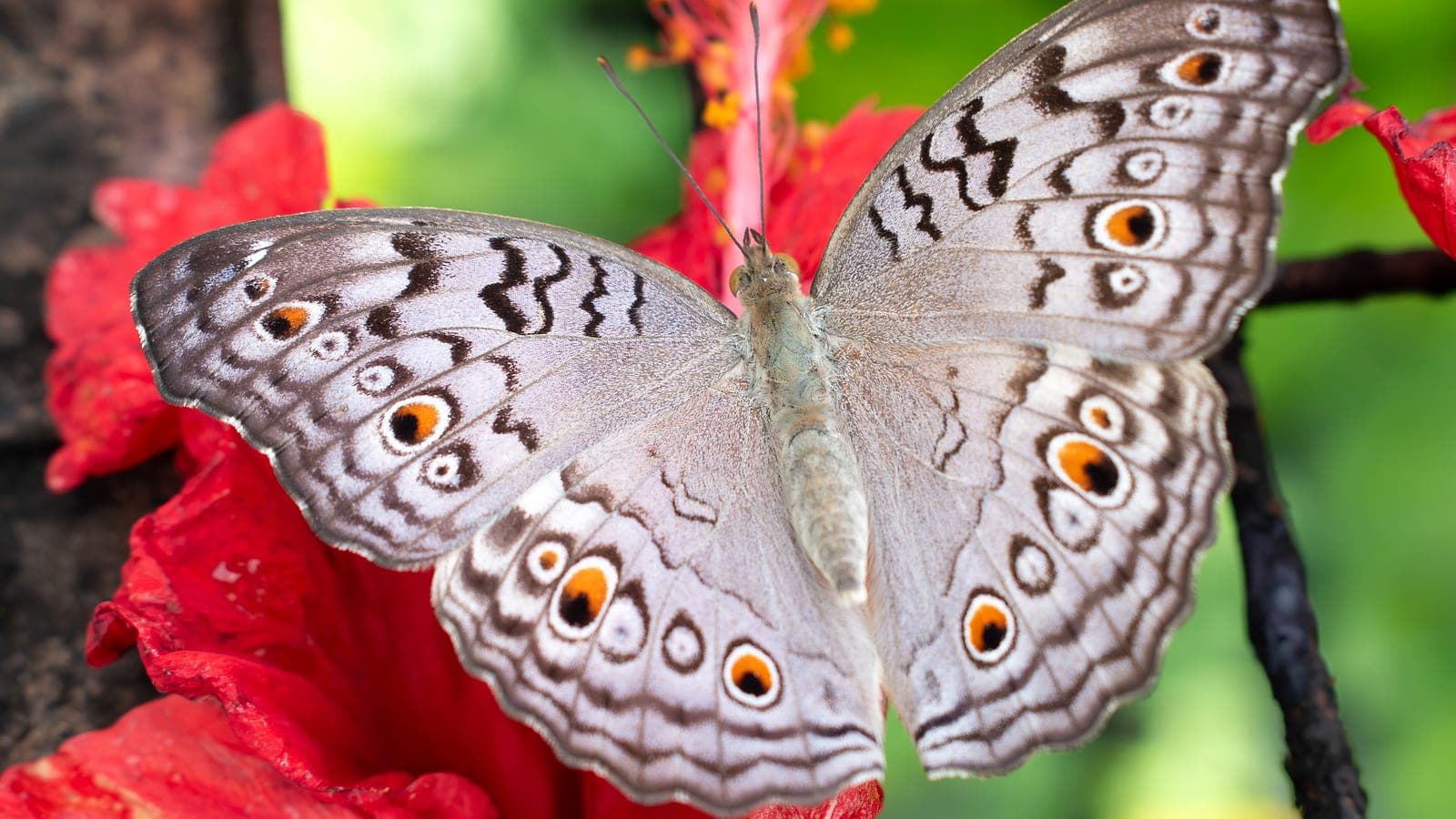 A grey pansy butterfly at the farm