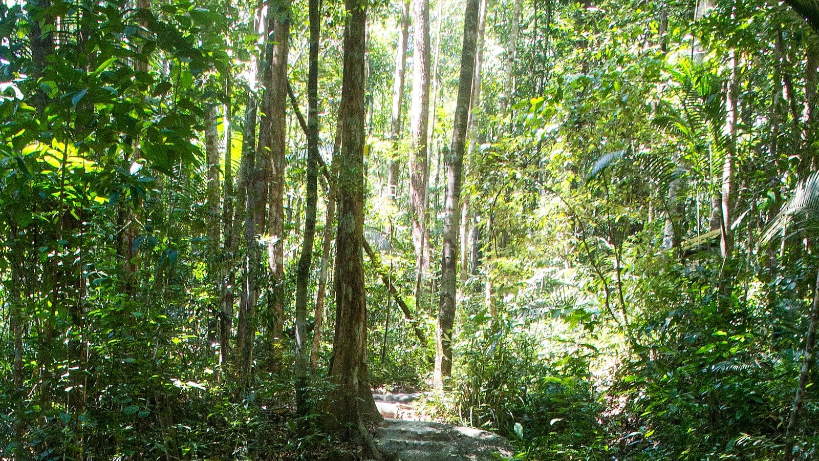 Penang National Park with Kids: Which Trail Fits Your Family?