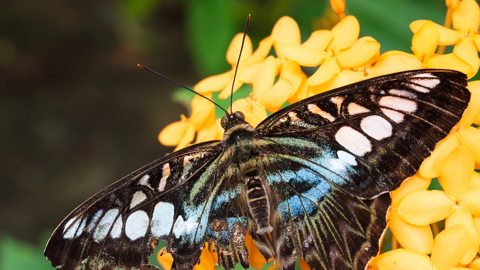 A clipper butterfly among the gardens