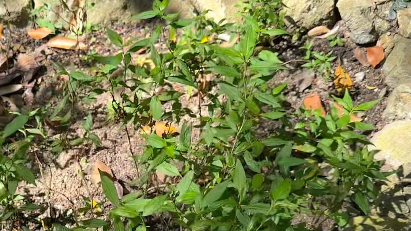 Laksa leaf (daun kesum), one of the culinary herbs grown here