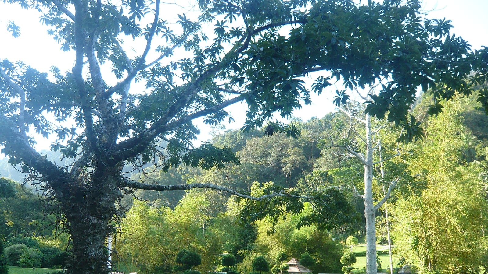 Old-growth trees along the garden paths