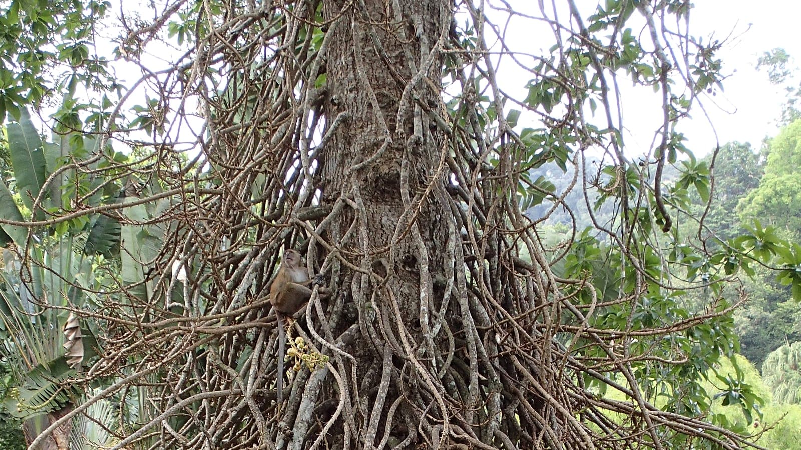 The famous cannonball tree, one of the garden's signature specimens