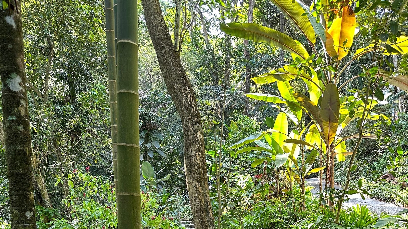 A trail winding through the eight-acre spice garden