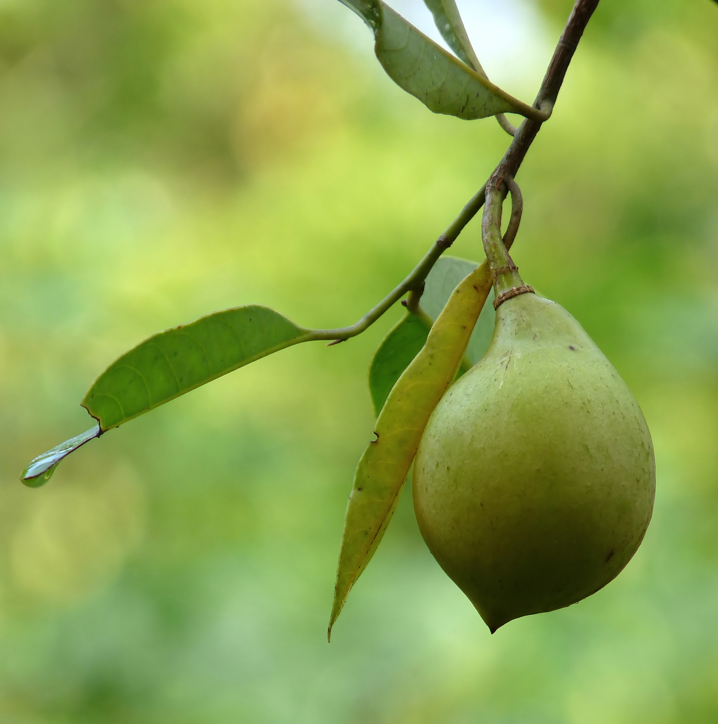 Nutmeg Juice